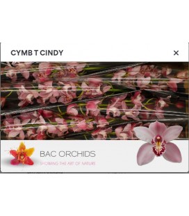 Cymbidium Cindy 80 cm