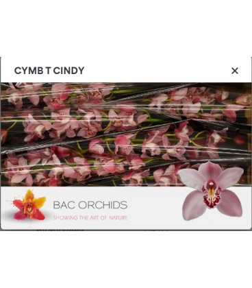 Cymbidium Cindy 80 cm