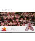 Cymbidium Cindy 80 cm
