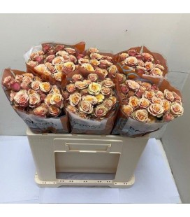 Rose Branchue Antigua 50 cm