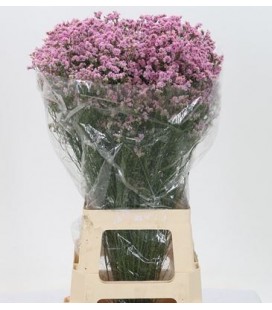 Limonium Anouchka Diamond 80 cm