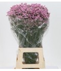Limonium Anouchka Diamond 80 cm