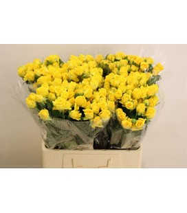 Rose Branchue Tarantella 60 cm