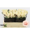 Rose Pomarosa 50 cm 