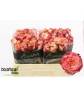 Rose Attraction 50 cm