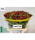 Oeillet de poete Will Red 50 cm