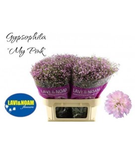 Gypsophile Rose 