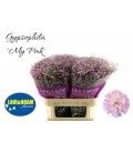 Gypsophile Rose 