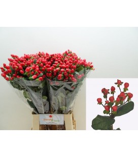 Hypericum Go Top 70 cm x 25