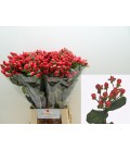 Hypericum Go Top 70 cm x 25