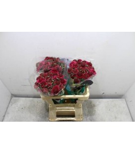 Scabieuse cherry scoop 50 cm