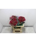 Scabieuse cherry scoop 50 cm