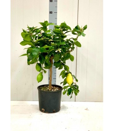Citronier pot de 26 h 160