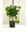Citronier pot de 22 h 75