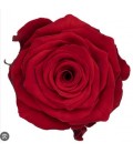 Rose equat Rediant 50 cm X 25