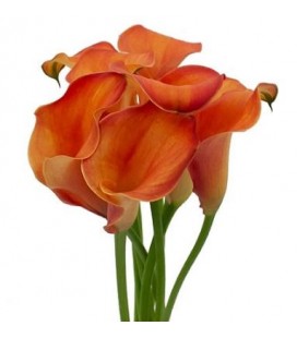 Calla Orange Pride 60 cm