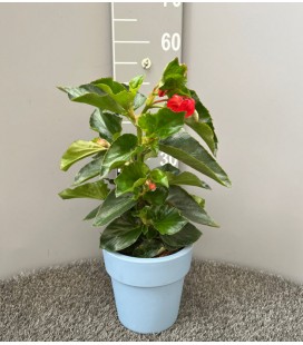 Begonia Dragon Wing Ø 19