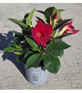 Dipladenia diamantina Rouge 10.5