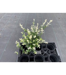 Fusain Harlequin pot de 13