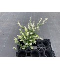 Fusain Harlequin pot de 13