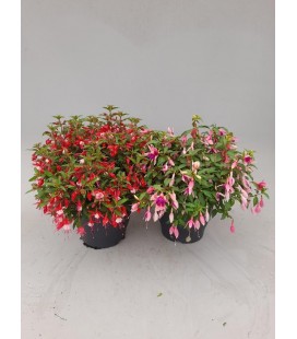 Fuchsia annuel mix Ø 26