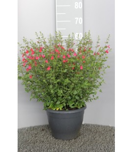 Sauge Hot Lips pot de 26