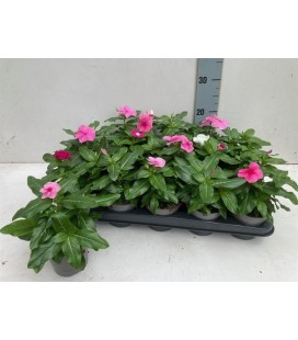 Vinca pot de 10.5 mix coul