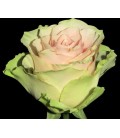 Rose Frutteto (Colombie) 60 cmx25