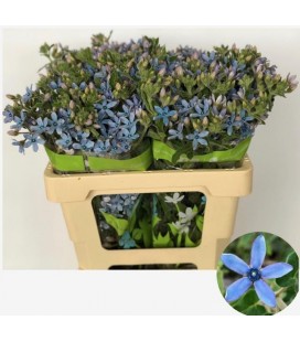 Oxypetalum pur blue 55/60 cm