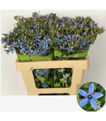 Oxypetalum pur blue 60 cm