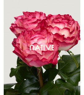 Rose  Equat  Enchantment 50 cmX25