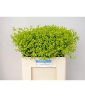 Alchemille robustica 60 cm