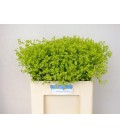 Alchemille robustica 55/60 cm