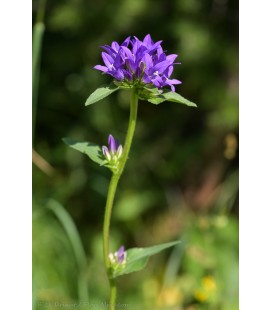 Campanule glomerata ov 70 cm