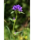Campanule glomerata ov 70 cm