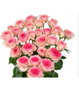 Rose Branchue Tralala 40 cm