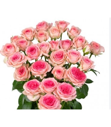 Rose Branchue Tralala 40 cm