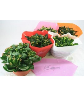 Kalanchoe coupe 23 cm diff coul