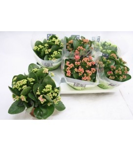 Kalanchoe Ø 15 mix 5 coul