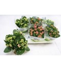 Kalanchoe Ø 15 mix 5 coul
