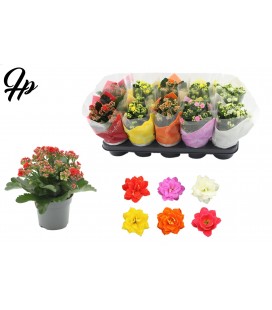 Kalanchoe Ø12 mix 5 coul