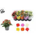 Kalanchoe Ø12 