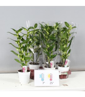 Dendrobium Apollon Ø 12 h 50