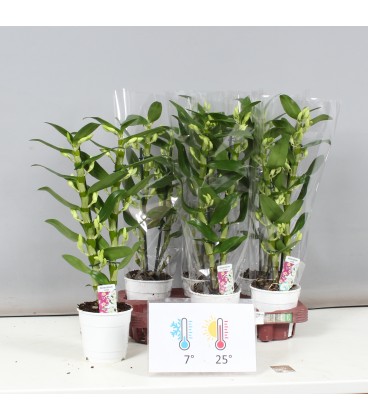 Dendrobium Apollon Ø 12 h 50