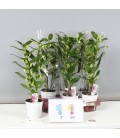 Dendrobium Apollon Ø 12 h 50