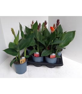 Canna pot de 17 h 60 cm mix