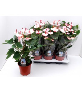 Anthurium Elegance pot de 17 