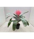 Aechmea primera pot de 15