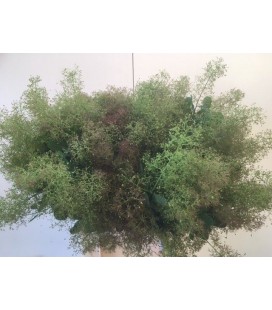 Cotinus 60 cm