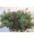 Cotinus ( prod locale )